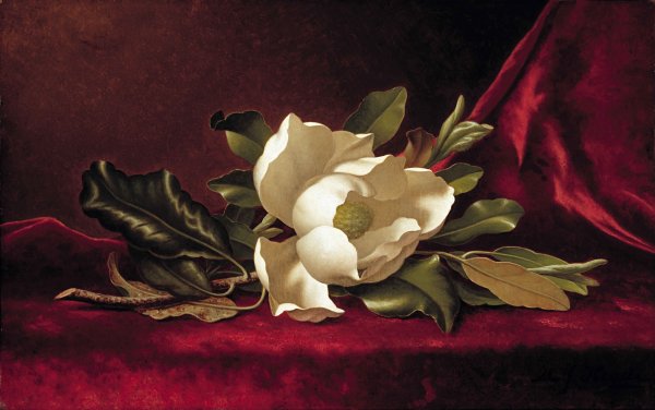 Main Product Photo of The Magnolia Blossom Painting by Martin Johnson Heade