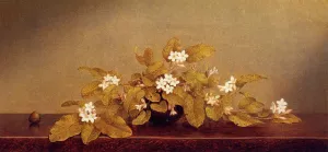 Trailing Arbutis by Martin Johnson Heade - Oil Painting Reproduction