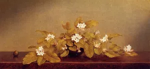 Trailing Arbutis by Martin Johnson Heade Oil Painting