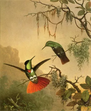 Two Hooded Visorbearer Hummingbirds by Martin Johnson Heade - Oil Painting Reproduction