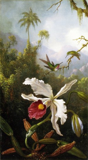 Two Hummingbirds above a White Orchid