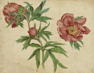 Studies of Peonies by Martin Schongauer Oil Painting