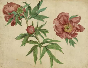 Studies of Peonies by Martin Schongauer Oil Painting