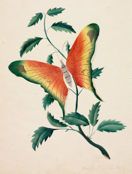 Main Product Photo of Rose Bush and Butterfly Painting by Mary Altha Nims