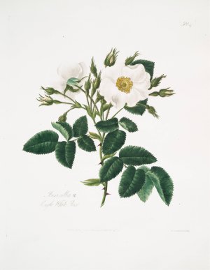 Rosa alba 2 by Mary Lawrance Oil Painting