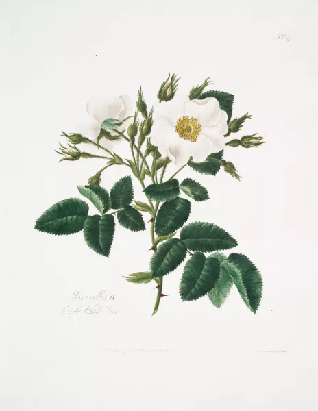 Rosa alba 2 by Mary Lawrance Oil Painting Reproduction For Sale ...