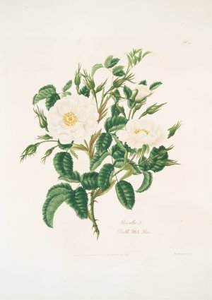 Rosa alba 3 by Mary Lawrance Oil Painting