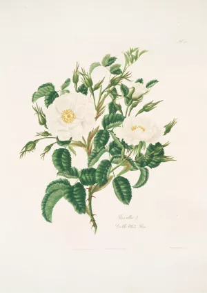 Rosa alba 3 Oil painting by Mary Lawrance