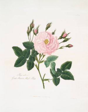 Rosa alba or Great maiden's blush rose by Mary Lawrance Oil Painting