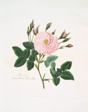 Rosa alba or Great maiden's blush rose by Mary Lawrance Oil Painting