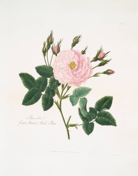 Rosa alba or Great maiden's blush rose by Mary Lawrance - Hand-Painted Oil Painting Reproduction