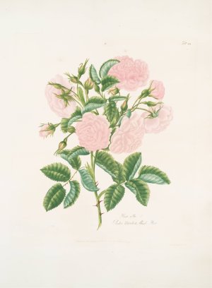 Rosa Alba by Mary Lawrance Oil Painting