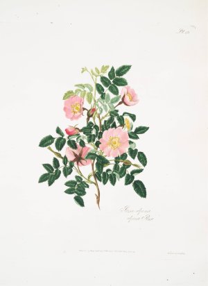 Rosa alpina Oil painting by Mary Lawrance