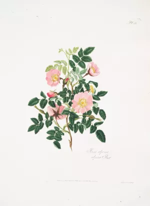 Rosa alpina by Mary Lawrance Oil Painting