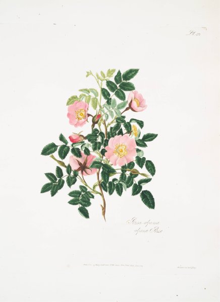Rosa alpina  by Mary Lawrance - Hand-Painted Oil Painting Reproduction
