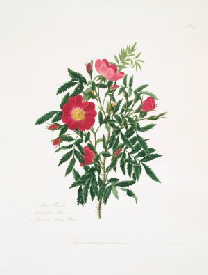 Rosa blanda Oil painting by Mary Lawrance