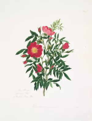 Rosa blanda Oil painting by Mary Lawrance