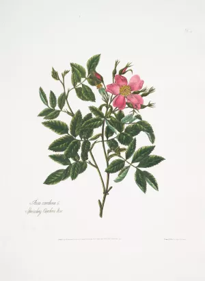 Rosa cardina by Mary Lawrance Oil Painting