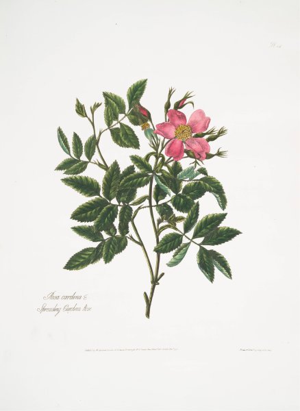 Rosa cardina  by Mary Lawrance - Hand-Painted Oil Painting Reproduction