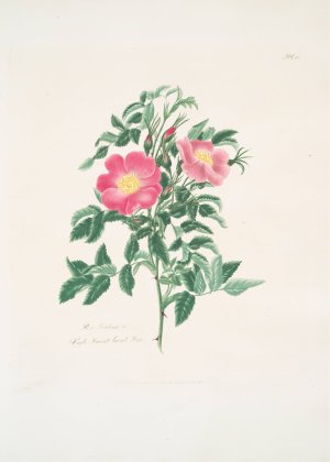 Rosa carolina 2 by Mary Lawrance Oil Painting