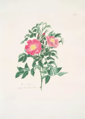 Rosa carolina 2 by Mary Lawrance Oil Painting