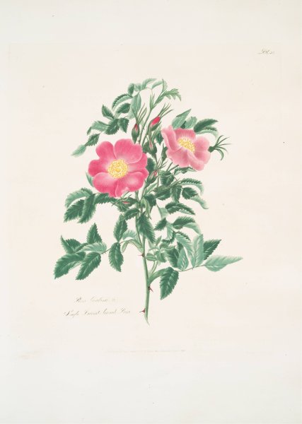 Rosa carolina 2  by Mary Lawrance - Hand-Painted Oil Painting Reproduction