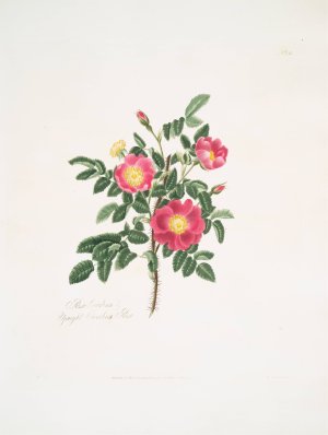 Rosa carolina 3 by Mary Lawrance Oil Painting