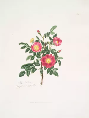 Rosa carolina 3 Oil painting by Mary Lawrance
