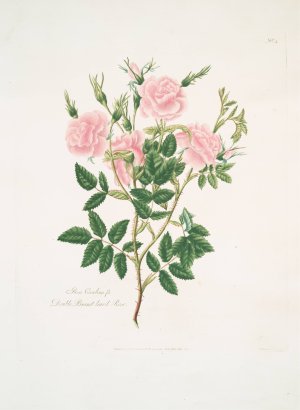 Rosa Carolina by Mary Lawrance Oil Painting