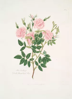 Rosa Carolina by Mary Lawrance Oil Painting