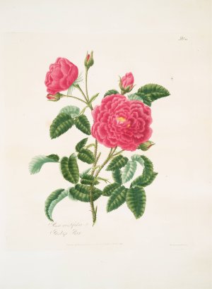 Rosa centifolia 2 by Mary Lawrance Oil Painting