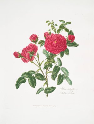 Rosa centifolia 3 by Mary Lawrance Oil Painting