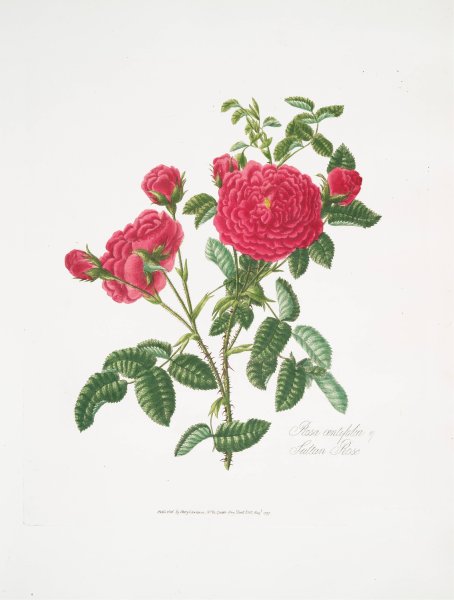 Rosa centifolia 3  by Mary Lawrance - Hand-Painted Oil Painting Reproduction