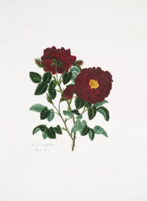 Rosa centifolia 4 by Mary Lawrance Oil Painting