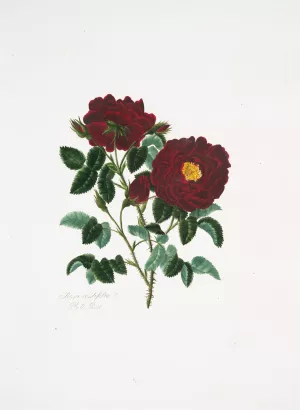 Rosa centifolia 4 by Mary Lawrance Oil Painting