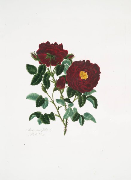Rosa centifolia 4  by Mary Lawrance - Hand-Painted Oil Painting Reproduction