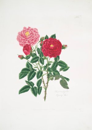 Rosa centifolia 6 by Mary Lawrance Oil Painting