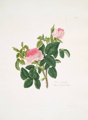 Rosa centifolia 7 by Mary Lawrance Oil Painting
