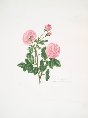 Rosa centifolia 8 by Mary Lawrance Oil Painting