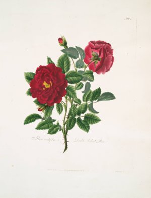 Rosa centifolia by Mary Lawrance Oil Painting