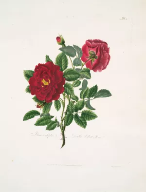 Rosa centifolia Oil painting by Mary Lawrance
