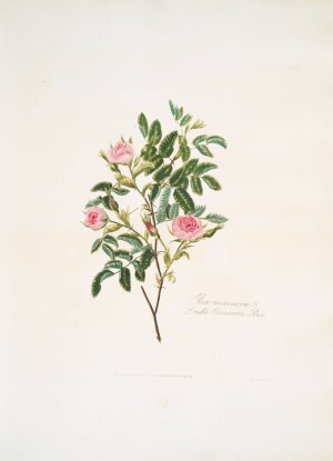 Rosa cinnamomea Oil painting by Mary Lawrance