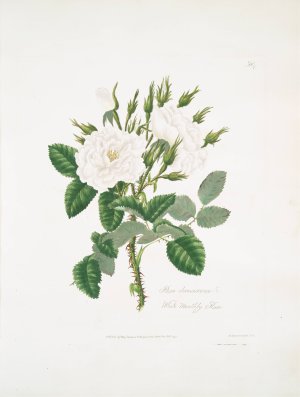 Rosa damascena 2 by Mary Lawrance Oil Painting