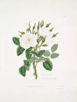 Rosa damascena 2 by Mary Lawrance Oil Painting