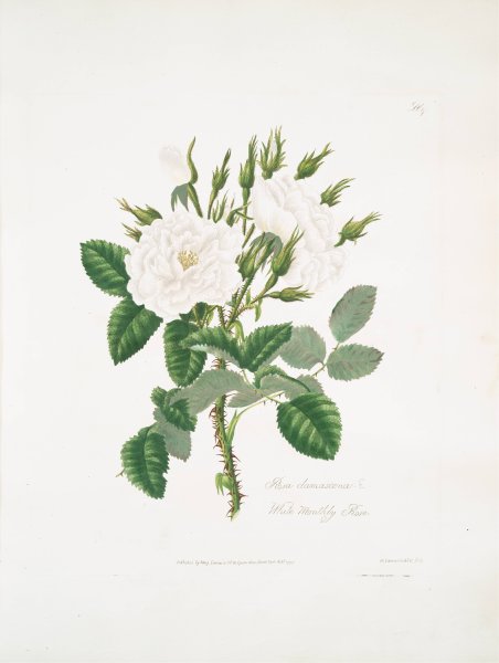 Rosa damascena 2  by Mary Lawrance - Hand-Painted Oil Painting Reproduction