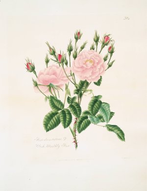 Rosa damascena 3 by Mary Lawrance Oil Painting