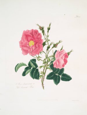 Rosa damascena 4 by Mary Lawrance Oil Painting