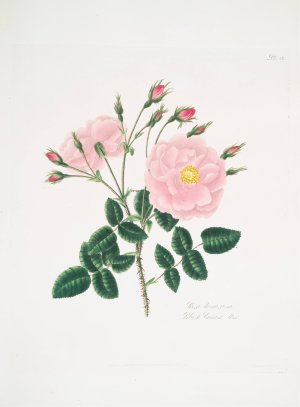 Rosa damascena 5 by Mary Lawrance Oil Painting