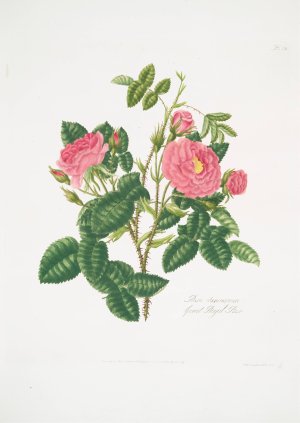 Rosa damascena 6 by Mary Lawrance Oil Painting