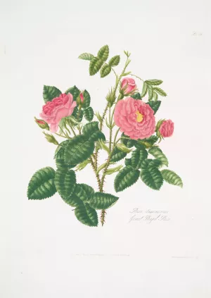 Rosa damascena 6 by Mary Lawrance Oil Painting